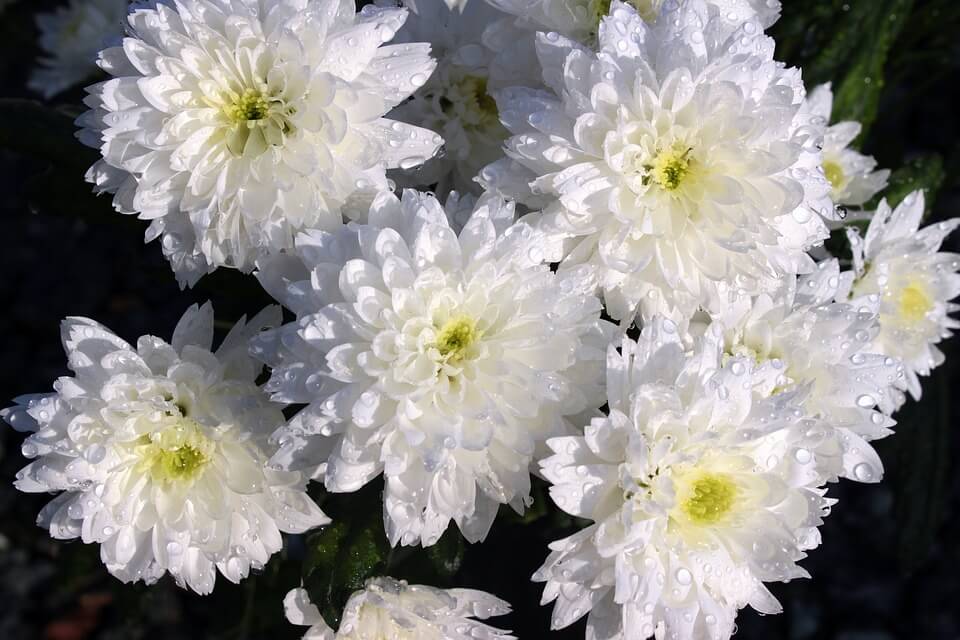 Осенние цветы - Белые хризантемы