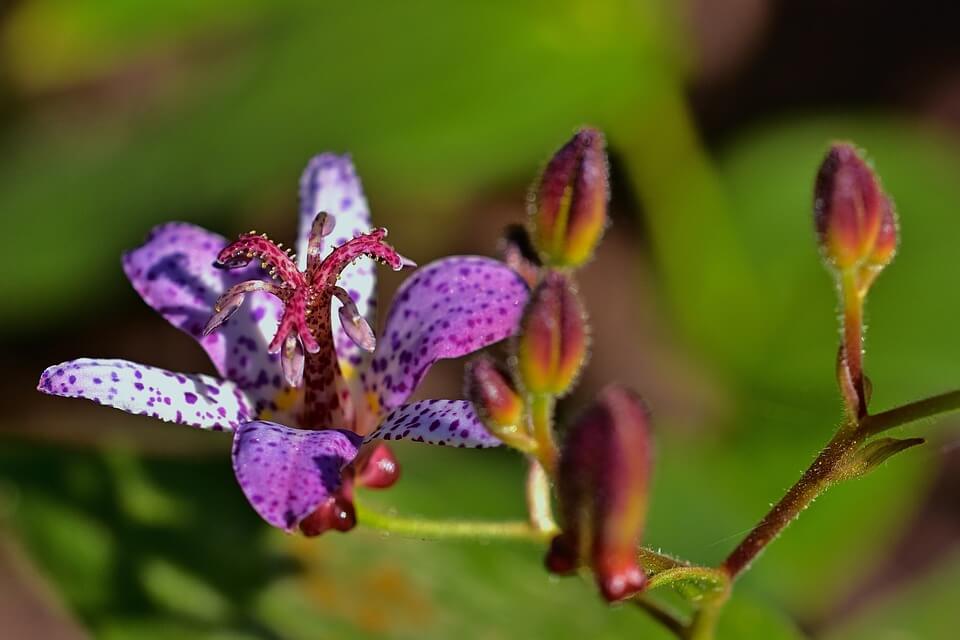 Красивые осенние цветы -  Трициртис коротковолосистый