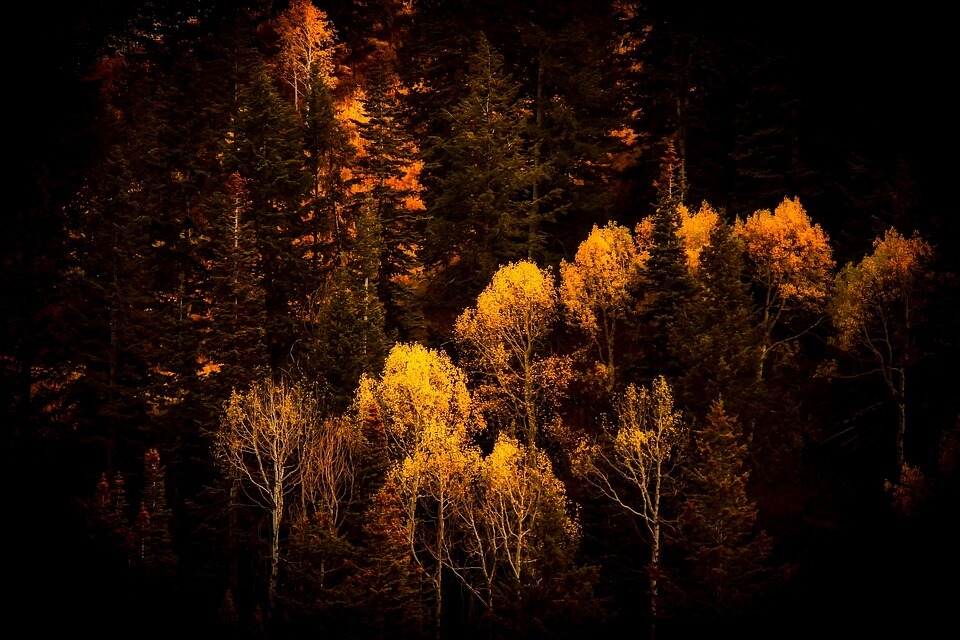 Осенний лес - красивые фото