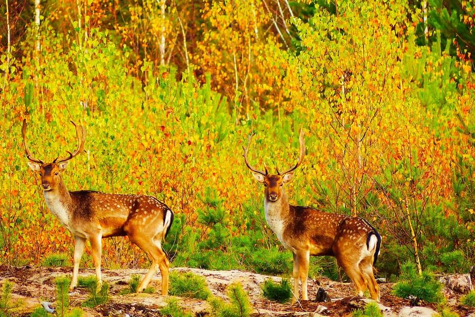 Красивые фото осеннего леса
