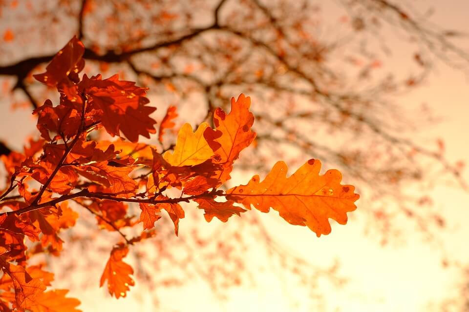 Красива осіння музика: Ернесто Кортасар (Ernesto Cortazar) – Autumn leaves