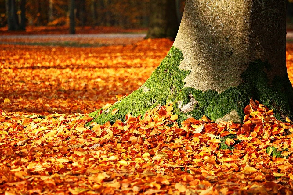 Красива осіння музика - Mehdi – Falling Leaves
