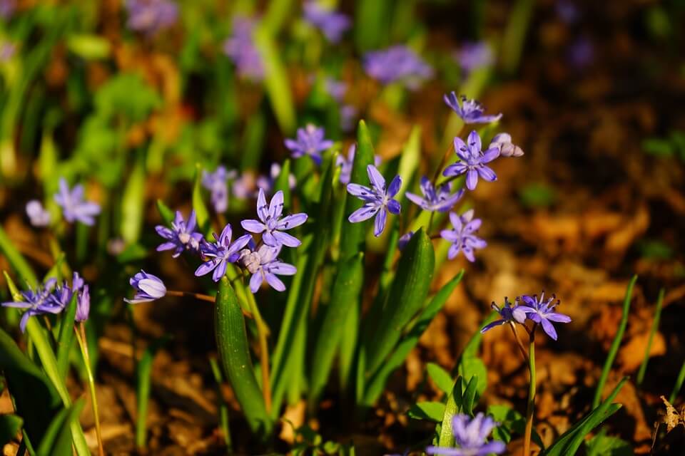 Весняні квіти з фото - Проліски 