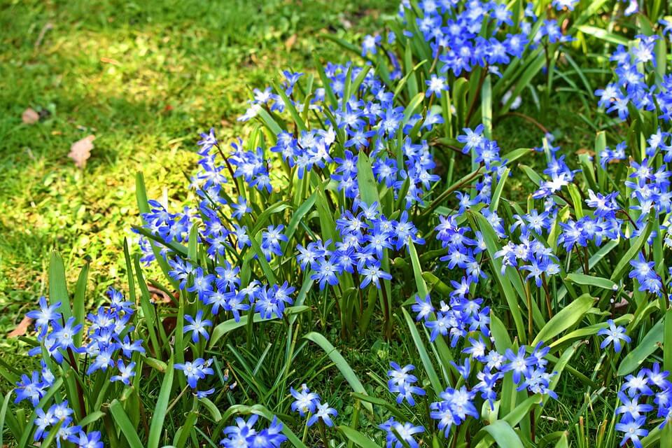 Красиві весняні квіти - хіонодокса