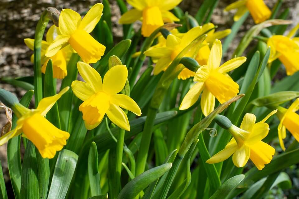 Весняні квіти з фото - Нарциси жовті