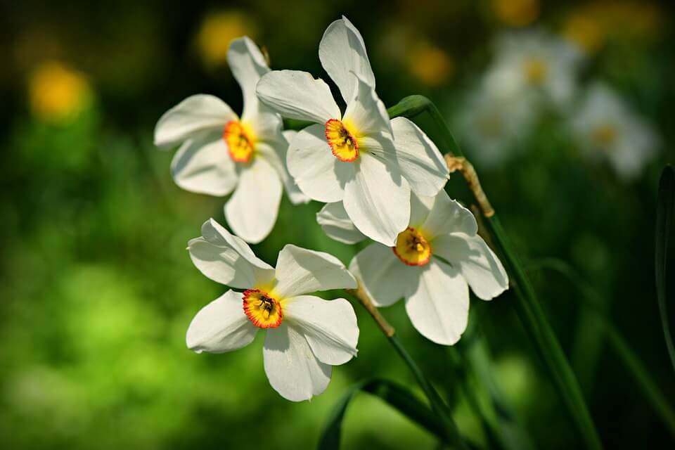 Весняні квіти - Нарциси білі