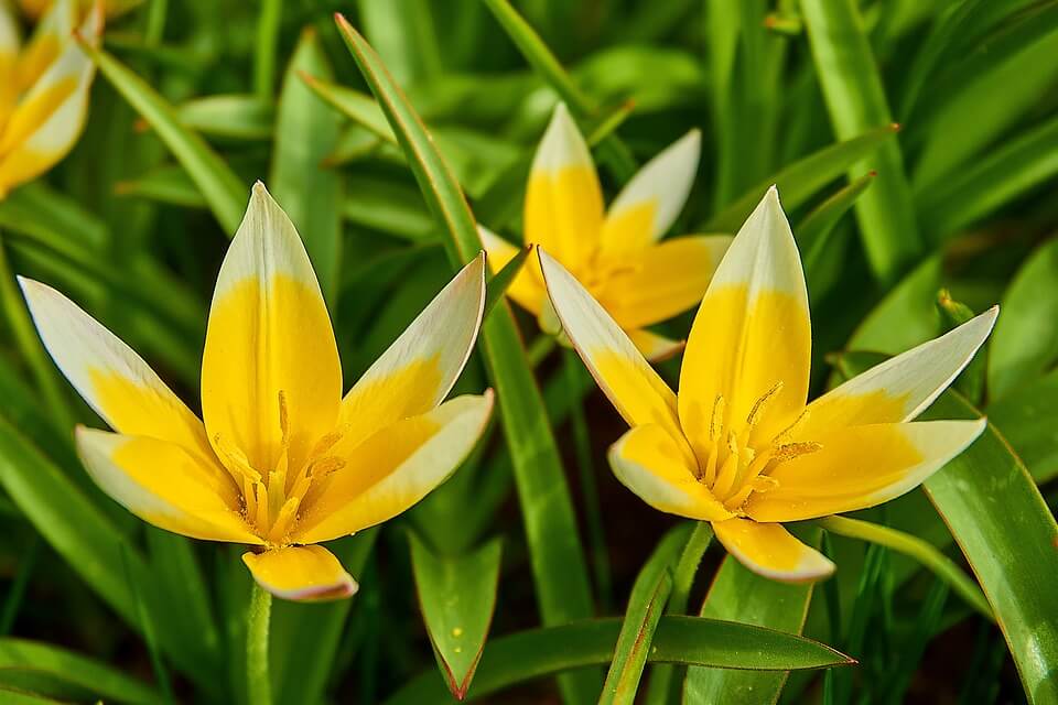 Красиві квіти весни - Дикі тюльпани