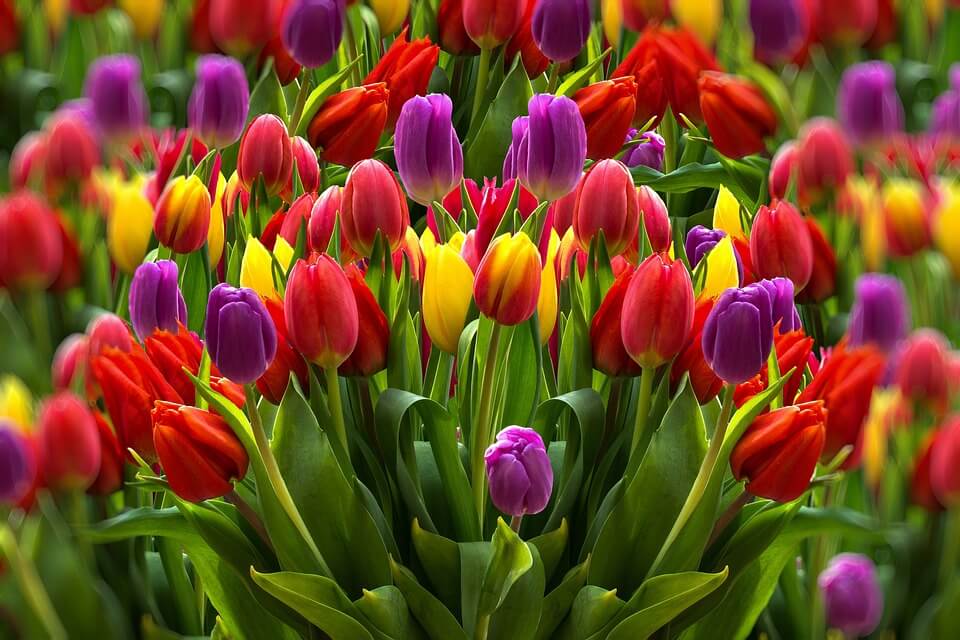 Красиві квіти весни - тюльпани