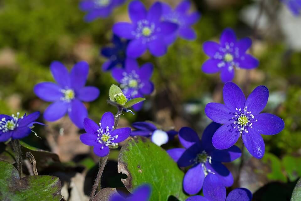 Лісові весняні квіти з фото - Підліски чи печіночниця