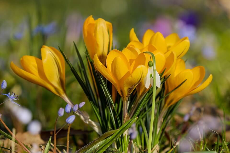 Весняні квіти – фото, назви. опис