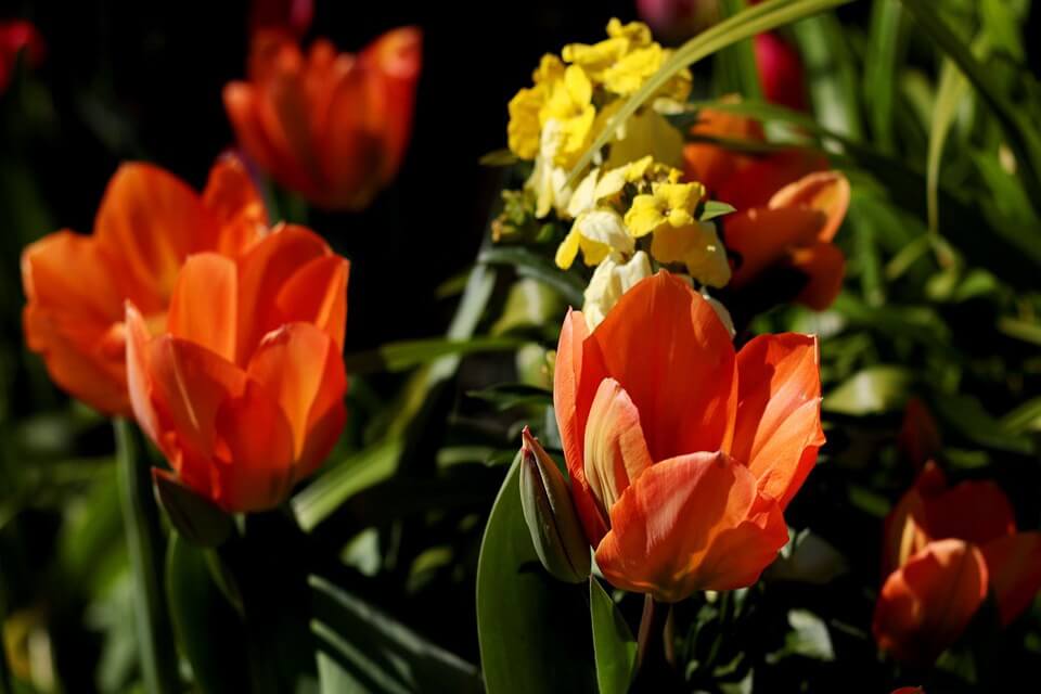 Тюльпан Фостера (Tulipa fosteriana)