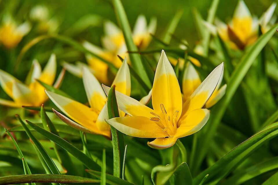 Тюльпан Тарда чи пізній (Tulipa tarda) - фото та опис