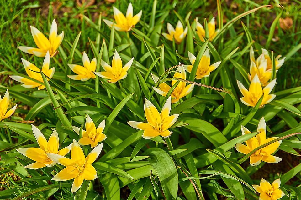 Дикі тюльпани з фото - Тарда чи пізній (Tulipa tarda)