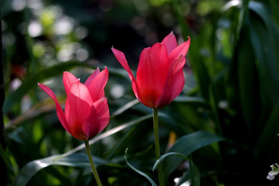 Тюльпан Грейга (Tulipa greigii) - фото та опис