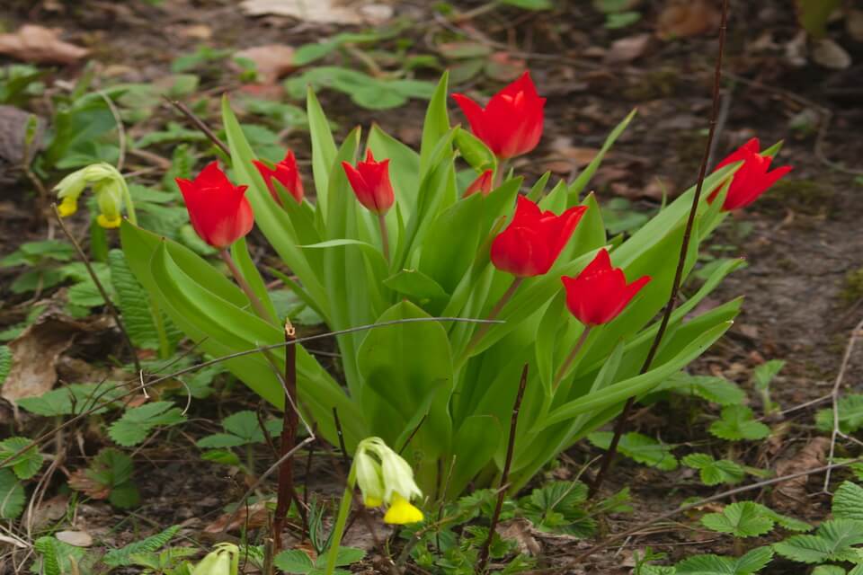 Красиві тюльпани з фото - Тюльпани Ейхлера (Tulipa eichleri)