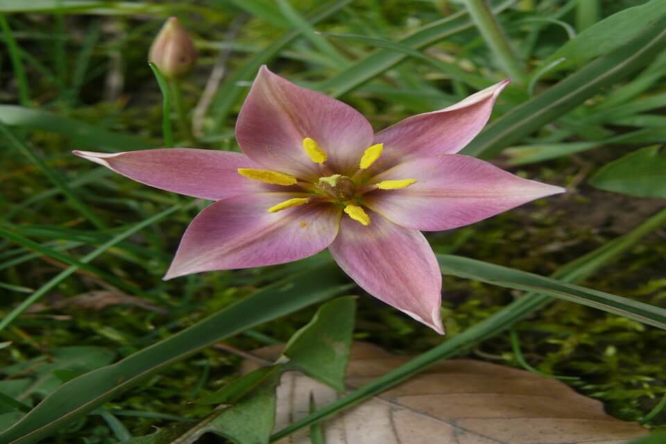 Тюльпан карликовий (Tulipa humilis)