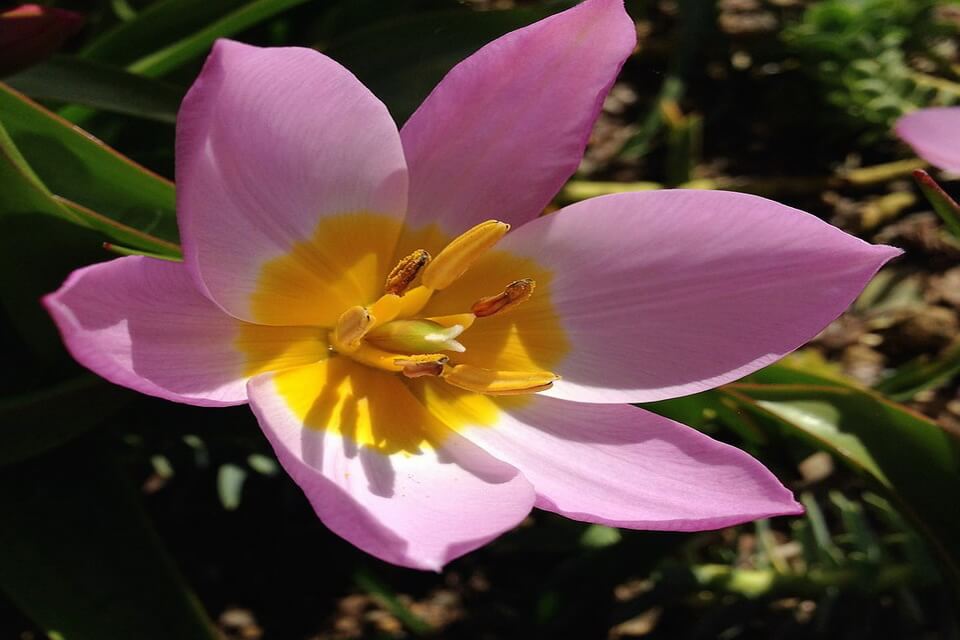 Дикі тюльпани - скельний чи критський (Tulipa saxatilis)