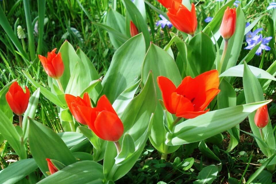 Тюльпан прекрасний (Tulipa praestans)