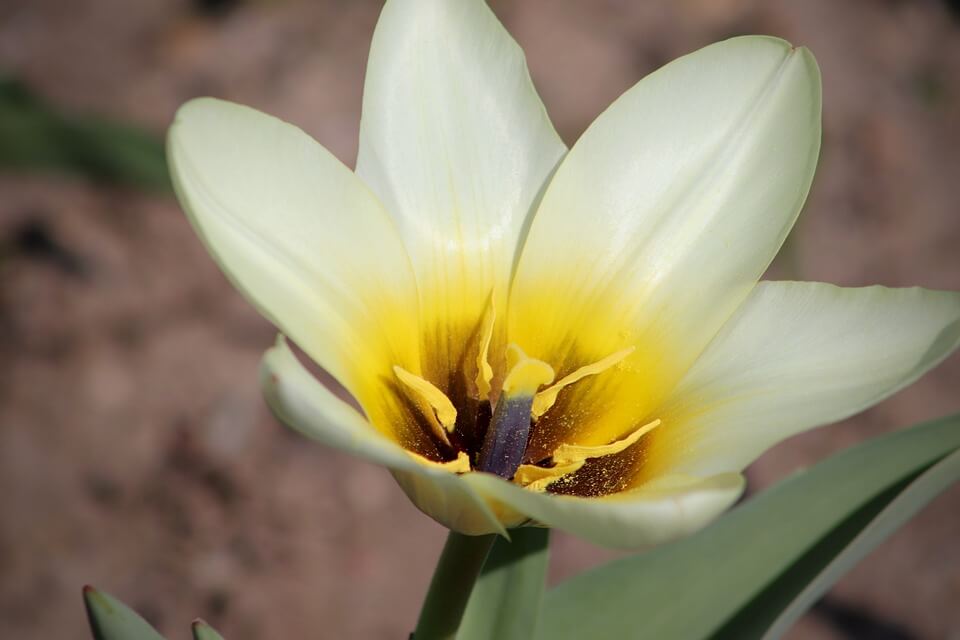 Тюльпан Кауфмана (Tulipa kaufmanniana)