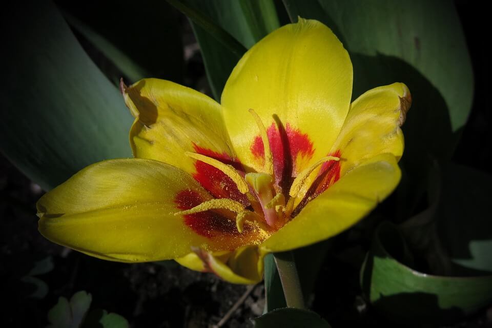 Красиві тюльпани з фото - Тюльпан Кауфмана (Tulipa kaufmanniana)