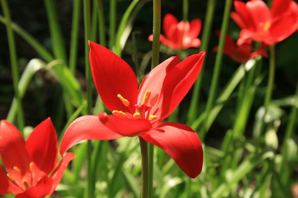 Красиві червоні тюльпани - Тюльпан Шпренгера (Tulipa sprengeri)