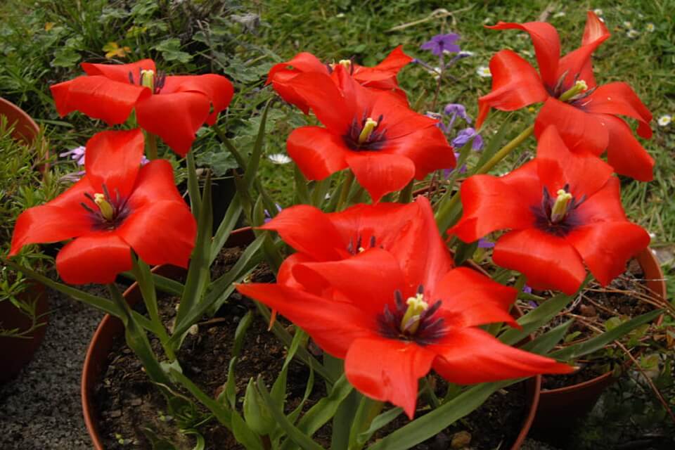 Види тюльпанів з фото - Льонолистий (Tulipa linifolia)