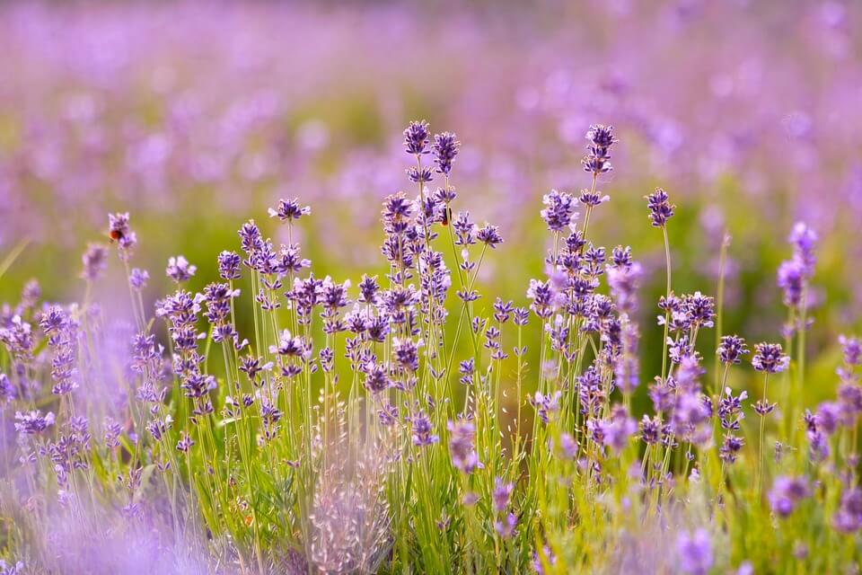 Літні квіти з фото - Лаванда