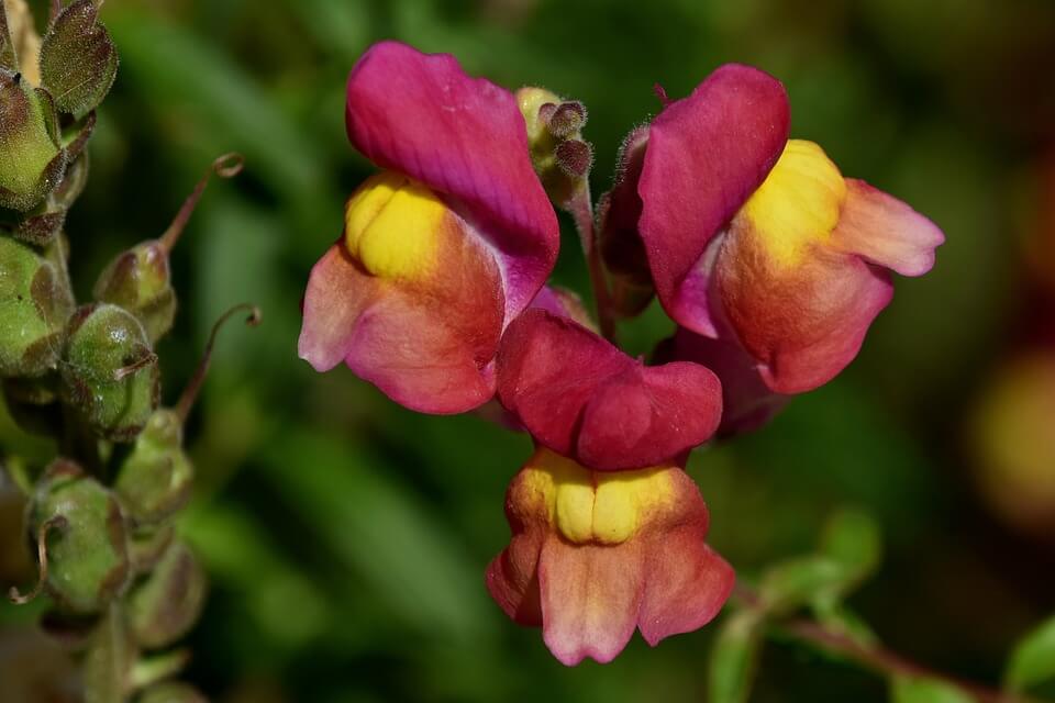 Літні квіти з фото - Ротики