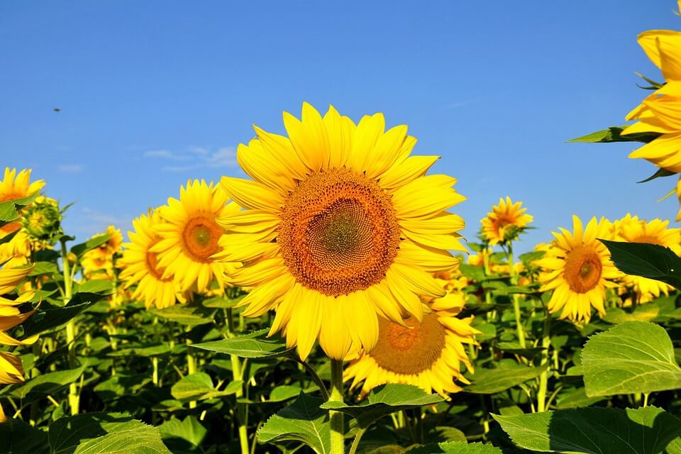 Літні квіти - соняшник звичайний