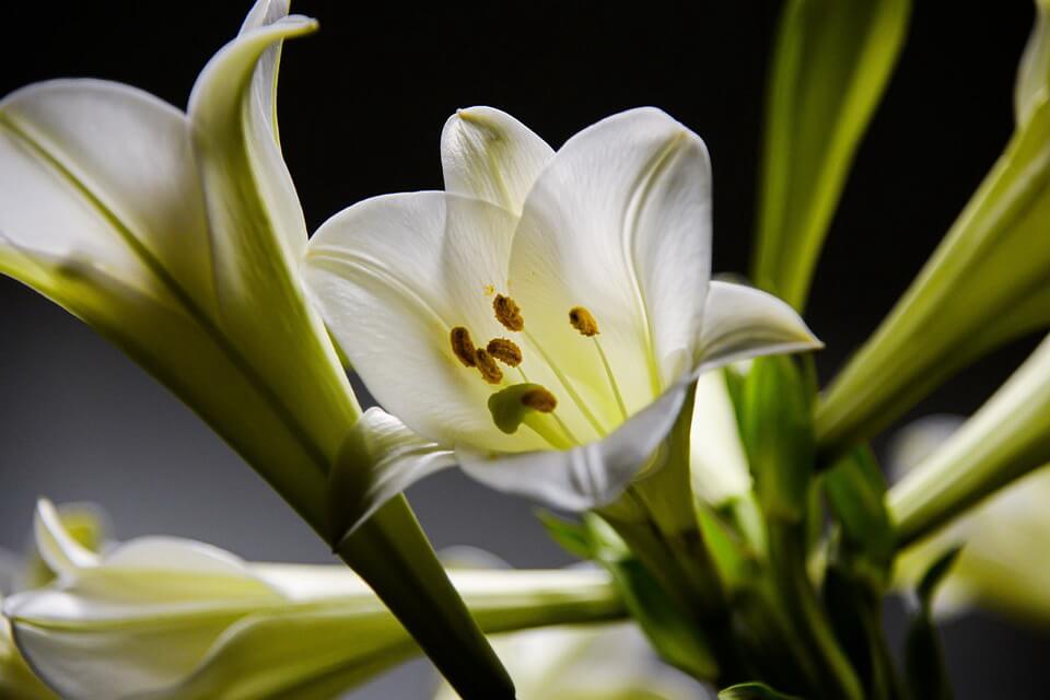 Літні квіти - Білі лілії