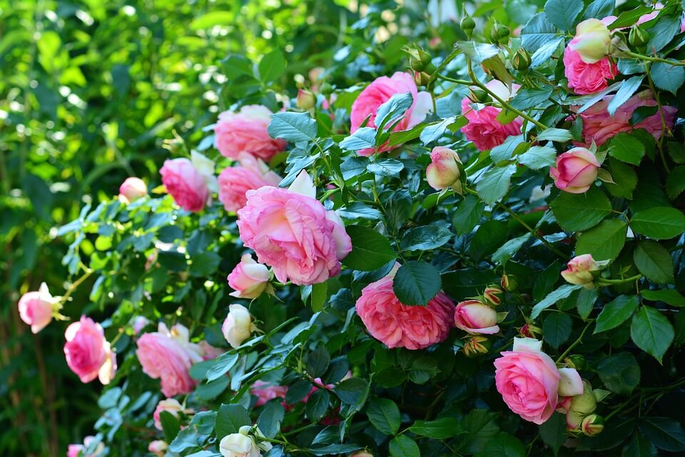 Квіти літа - Плетисті троянди