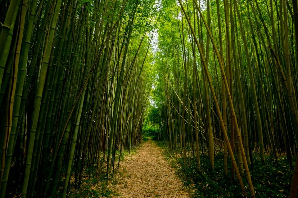 Бамбуковий ліс Сагано в Японії - фото, опис, історія, цікаві факти