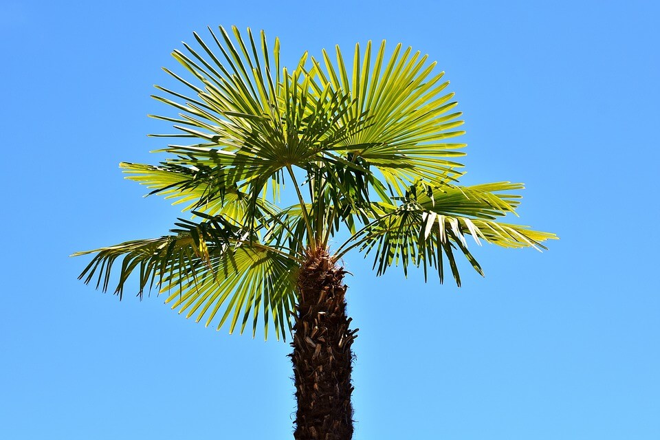 Види пальм з фото - Китайська віялова пальма (Trachycarpus fortunei)