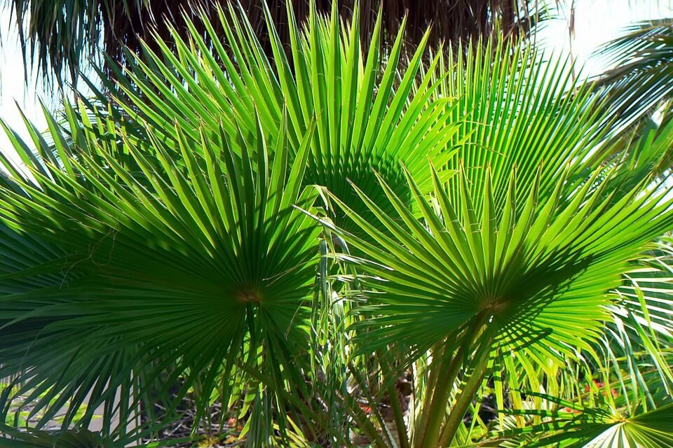 Види пальм - Вашингтонія потужна чи міцна (Washingtonia robusta)