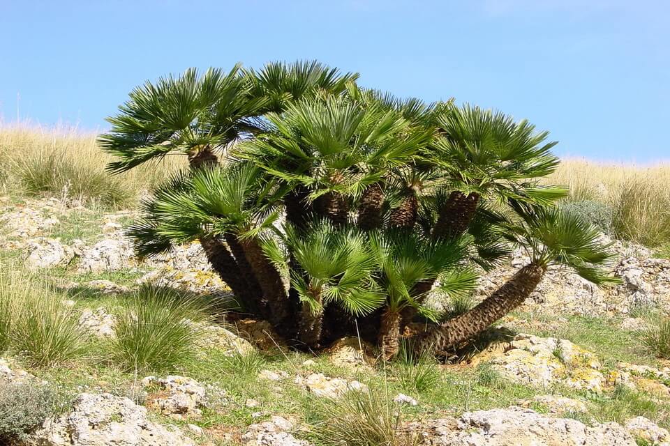 Види пальм з фото - Карликова пальма низька (Chamaerops humilis)