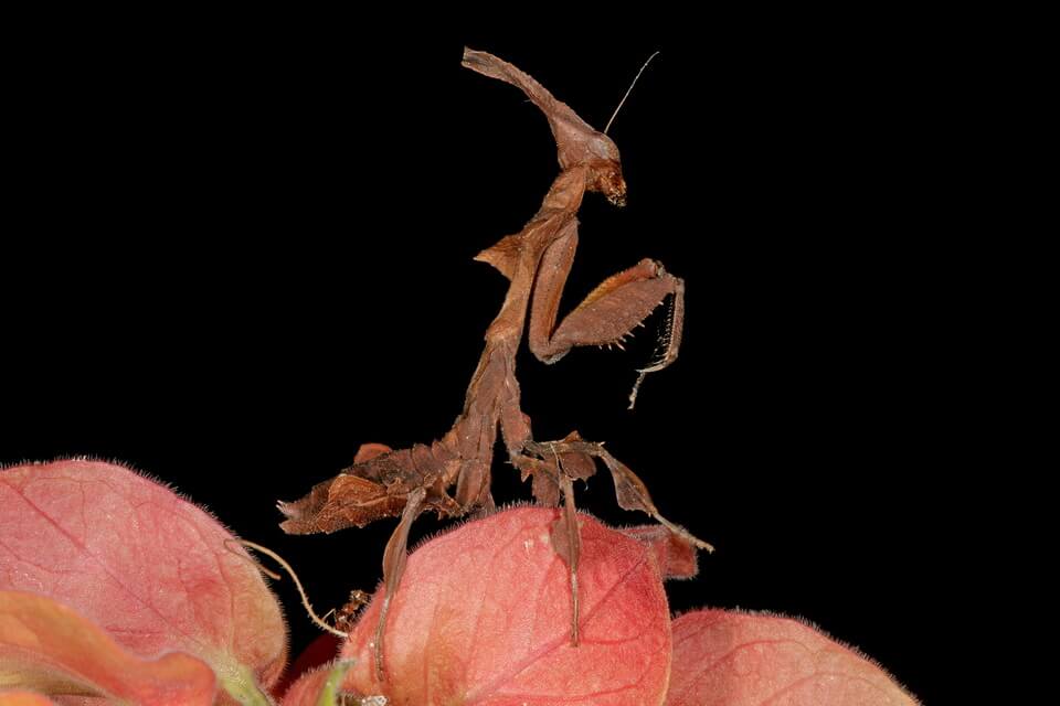 Дивовижні богомоли з фото - богомол-привид (Phyllocrania paradoxa)