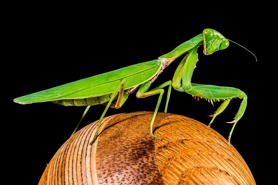 Види богомолів з фото - Богомол звичайний (Mantis religiosa)