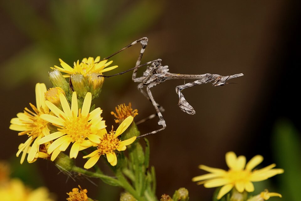 Види богомолів з фото - Емпуза конусоголова (Empusa pennata)