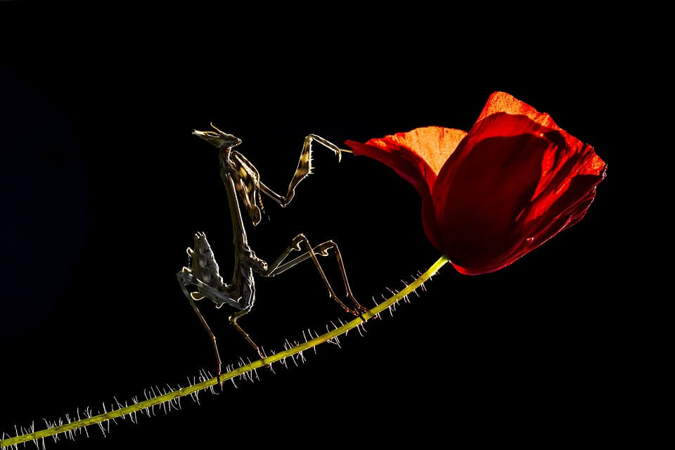 Дивовижні богомоли - Емпуза конусоголова (Empusa pennata)