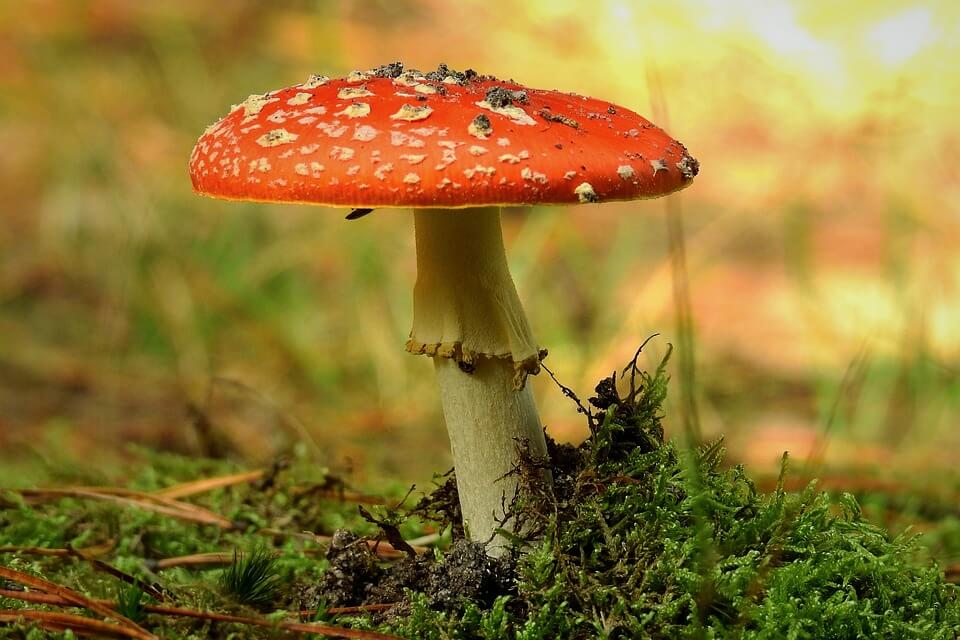 Отруйні гриби - Мухомор червоний (Amanita muscaria)