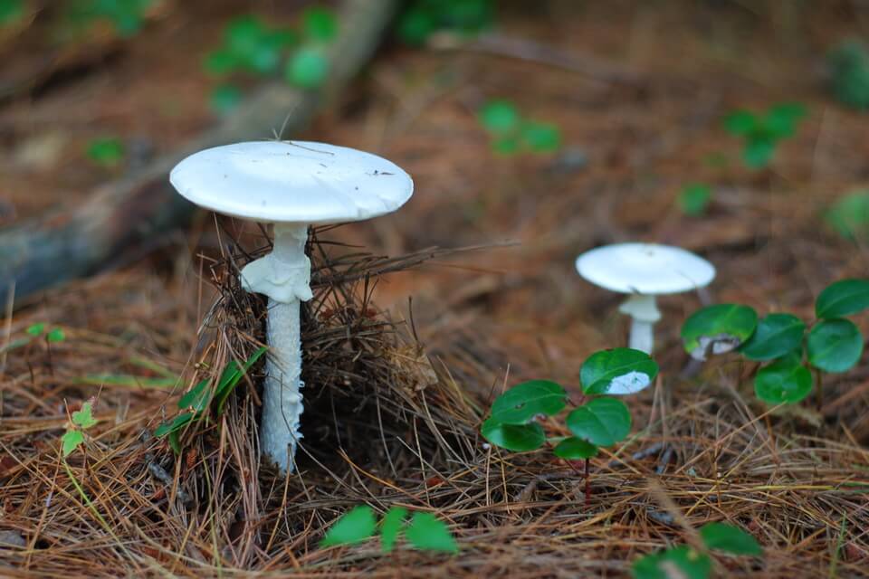 Отруйні види грибів - Мухомор біспорігера (Amanita bisporigera)