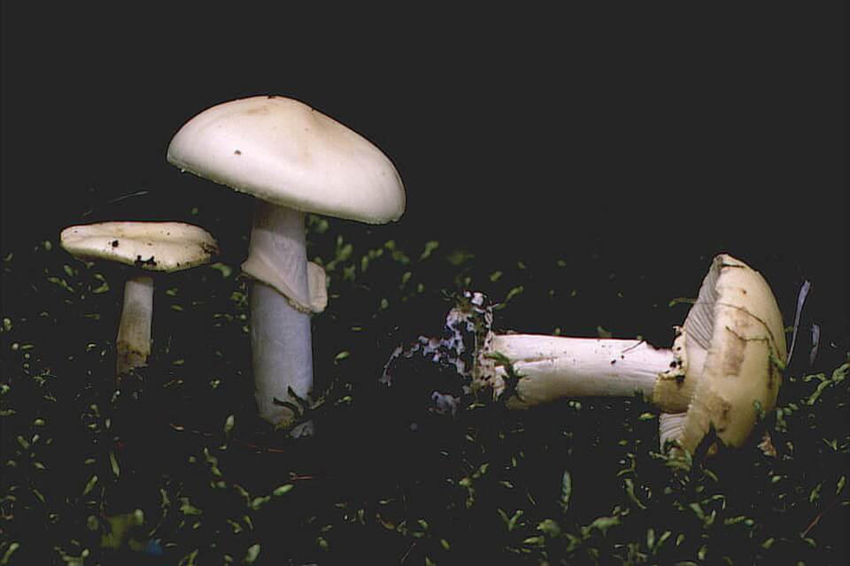 Види отруйних грибів - Мухомор весняний (Amanita verna)