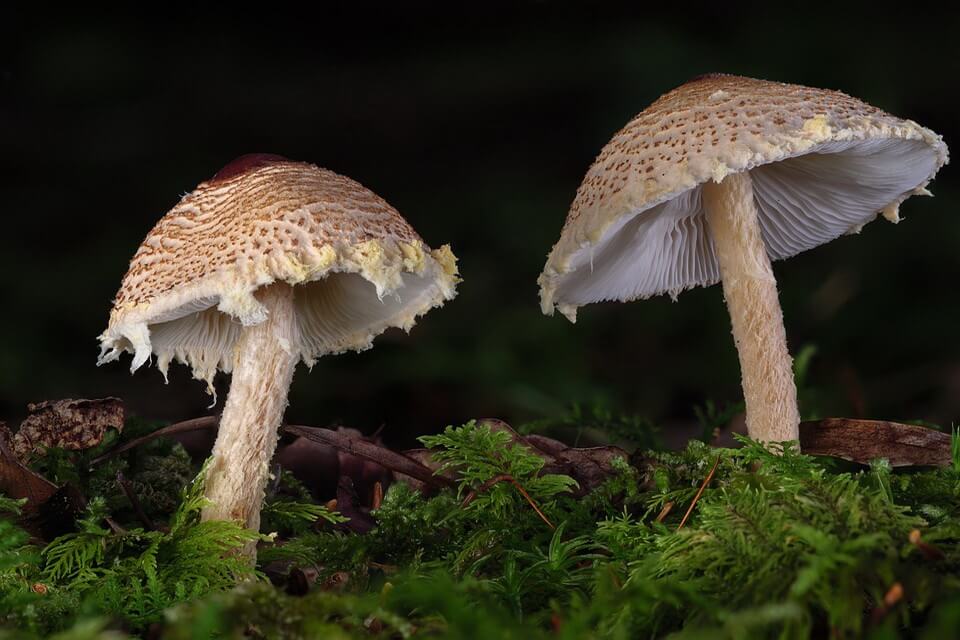 Отруйні гриби з фото - Лепіота коричнево-червонувата (Lepiota brunneoincarnata)