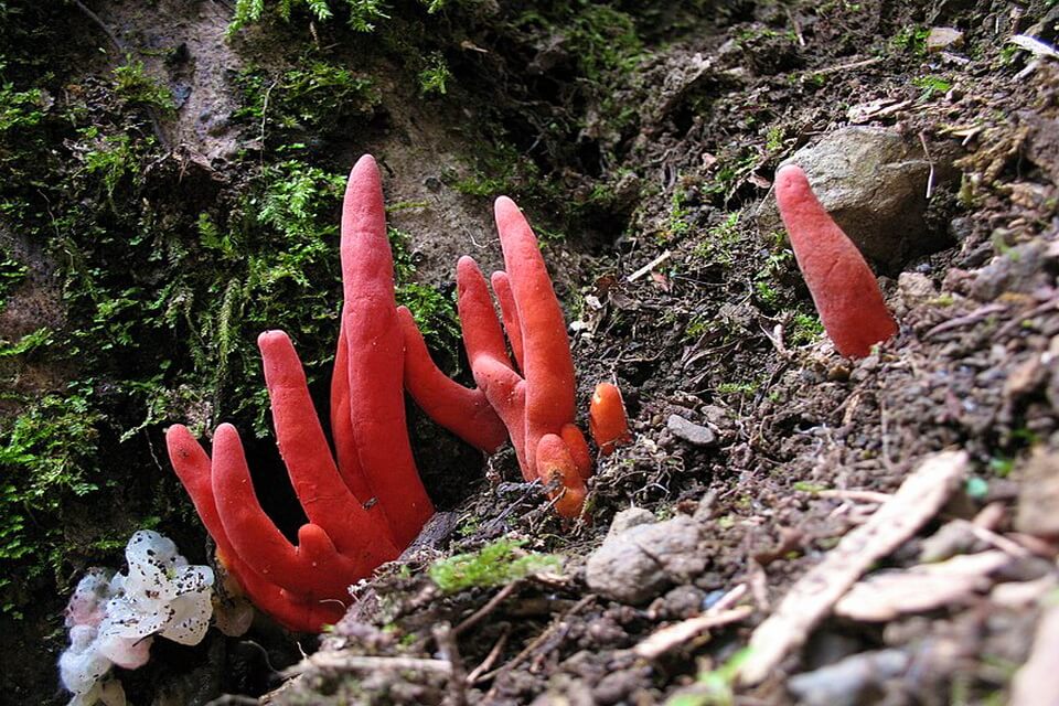 Види отруйних грибів - Вогняний корал чи ріг лані (Podostroma cornu-damae)