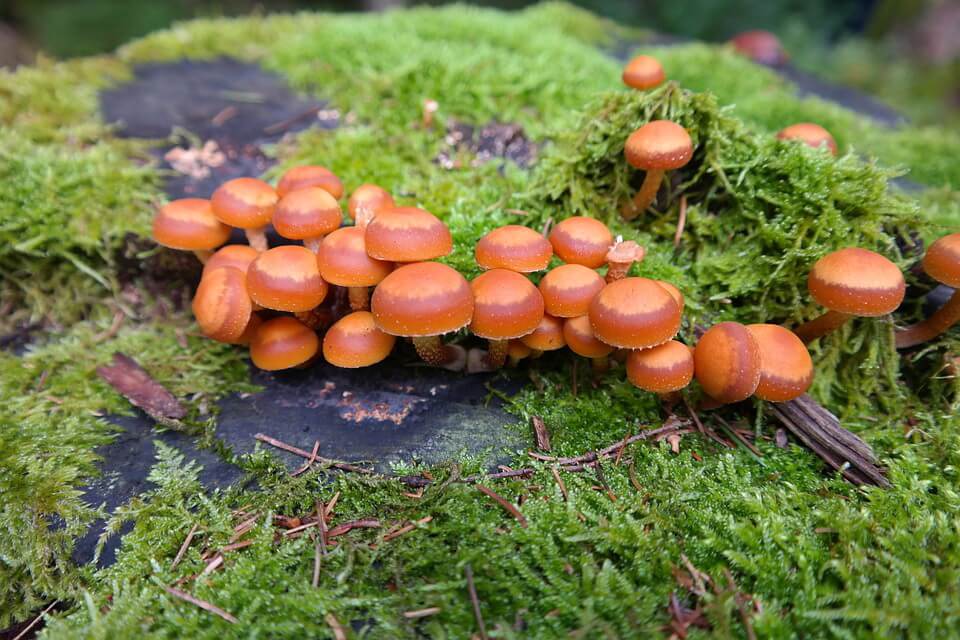 Отруйні гриби - Галерина оторочкувата (Galerina marginata)