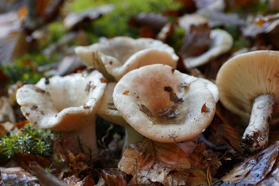 Отруйні види грибів - Клітоцибе червонуватий отруйний (Clitocybe rivulosa)