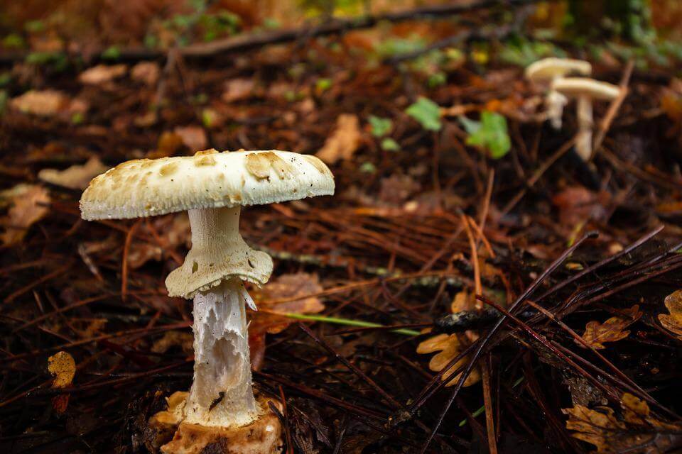 Отруйні гриби з фото - Мухомор зелений чи бліда поганка (Amanita phalloides)