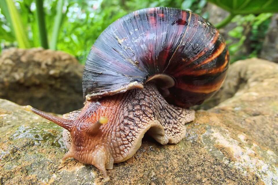 Дивовижні равлики - ахатина гігантська (Lissachatina fulica)