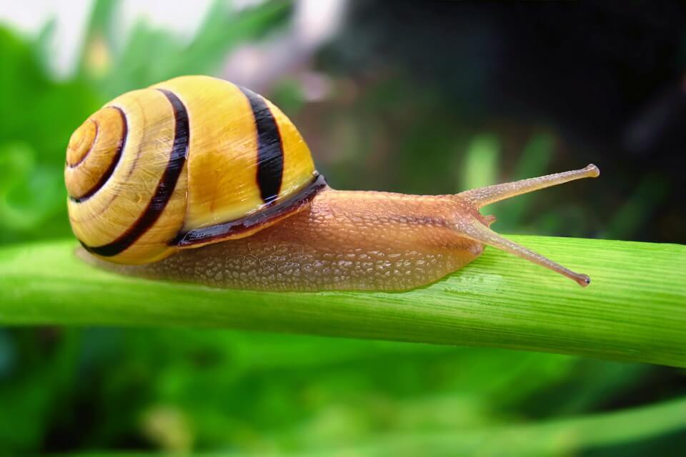 Види равликів з фото - цепея лісова чи смугастий лісовий равлик (Cepaea nemoralis)