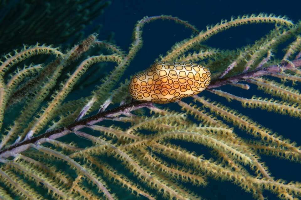 Види морських равликів - цифома товста чи язик фламінго (Cyphoma gibbosum)